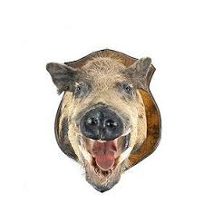 Wild Boar Head Mount