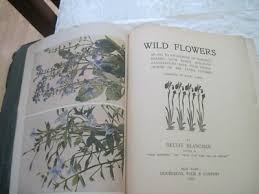 Wild Flowers 2 volumes by Neltje Blanchan | eBay
