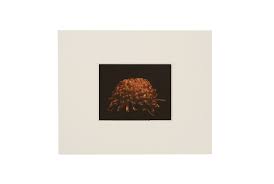 Collotype Portfolio - Masao YAMAMOTO | shashasha ...