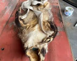 Antique Whole Badger Pelt Purposed for an Arrow Quiver ...