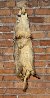 Sold at Auction: Montana Taxidermy Badger Fur Hide Pelt