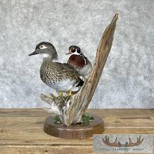 Wood Duck Pair Taxidermy Bird Mount For Sale - Creel Taxidermy