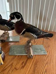 Wood Duck Taxidermy And Wooden Statue for Sale in Carlsbad ...