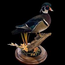 Waterfowl Taxidermy Mounts Wisconsin