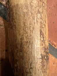 Can someone please help me identify what tree this stick came from? : r/wood