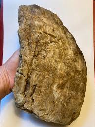 What kind of wood is this petrified wood in Oregon?