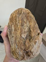 Pet wood or just sedimentary rock? : r/whatsthisrock