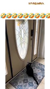 Cat Door Music | TikTok