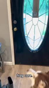 lol frogs are so cute idc πππβ€οΈ Follow @frog_lover_life to see pictures/videos every day π₯ Credit : funnypetsq7g // TT Tag a friend who should see this! #frog #amphibian #nature #wildlife #green #