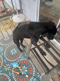 Free black lab in Arab, AL, great with cats