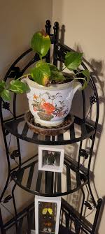 Please help, I've had this plant over a year, it gets soaked ...