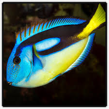 Yellow Belly Regal Blue Tang - Paracanthurus Hepatus var ...