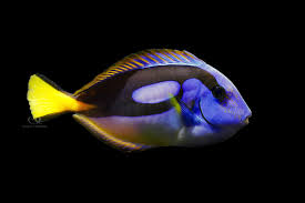 The Blue Tang of Many Names - Quality Marine