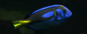 The Blue Tang | Captive Bred Fish | The Algae Lab - AlgaeBarn