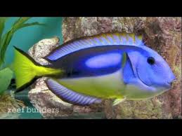 yellow belly blue tang - YouTube