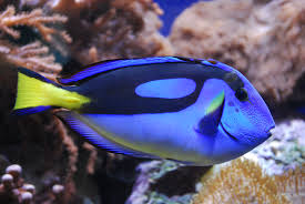 Paracanthurus - Wikipedia