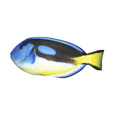 Yellow Belly Hippo Tang - Harry's Marine Life