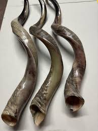 Shofar Yemenite Kudu Horn XXXL 45”-50” Half Polished Kosher ...
