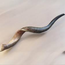 Half Polished Natural Judaica Kosher 60-70 Cm Yemenite Kudu ...