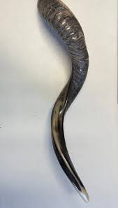 Yemenite Shofar Kudu Horn 27”-31”(70-80cm) Half Polished ...