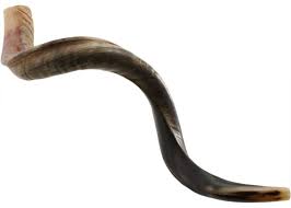 Shofar Kudu Horns For Sell Buy a Shofar From Israel | Visit ...
