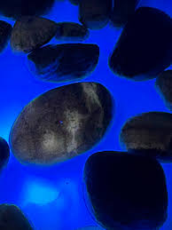 Apparently it's midsummer, so it's time for another science rant (pedantry). "Visible light" - this is an oxymoron. It refers of course, to that part of the electromagnetic spectrum responsible for our